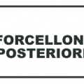 FORCELLONI